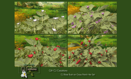 Group Gift Rose Bush on Grass Patch at CJ Creations