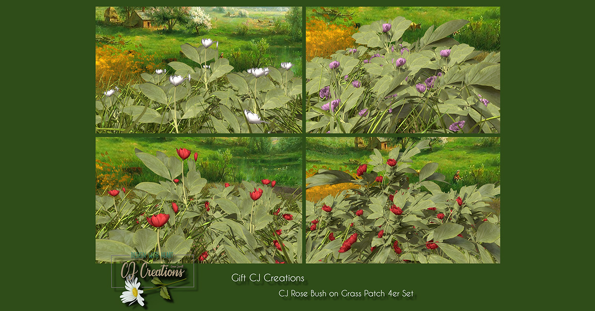 Group Gift Rose Bush on Grass Patch at CJ Creations