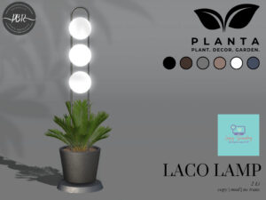 Planta